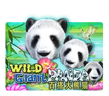 Wild Giant Panda - SPONSOR777
