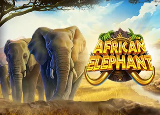 African Elephant - SPONSOR777